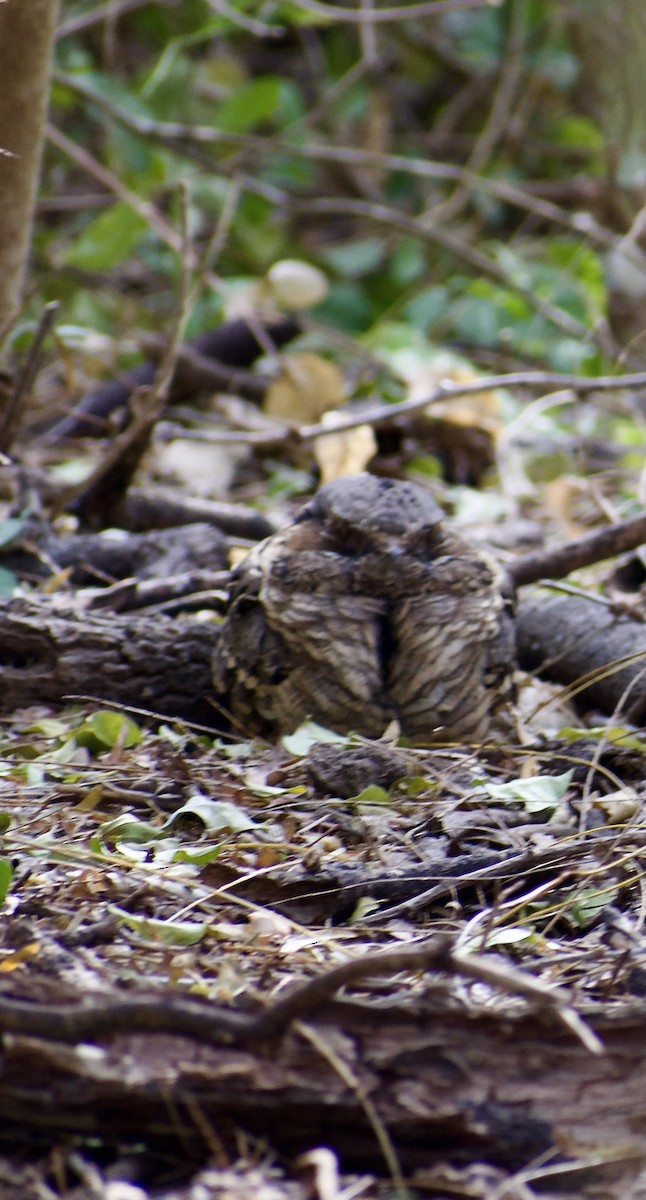 Common Pauraque - ML650714494