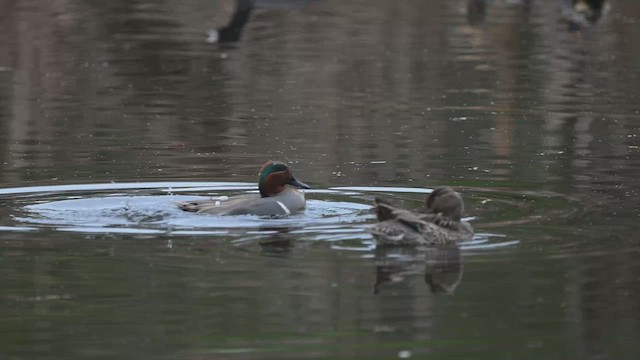 Green-winged Teal - ML650714495