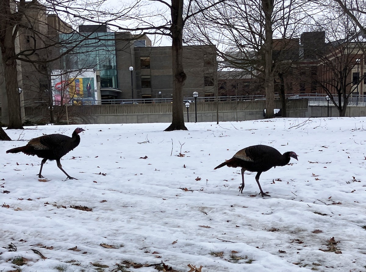 Wild Turkey - ML650714496