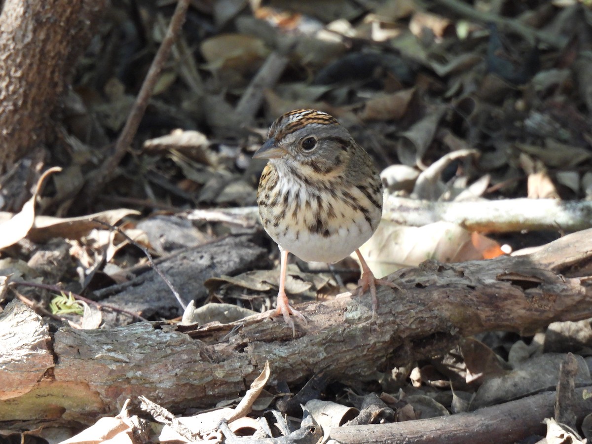 Lincoln's Sparrow - ML650714497