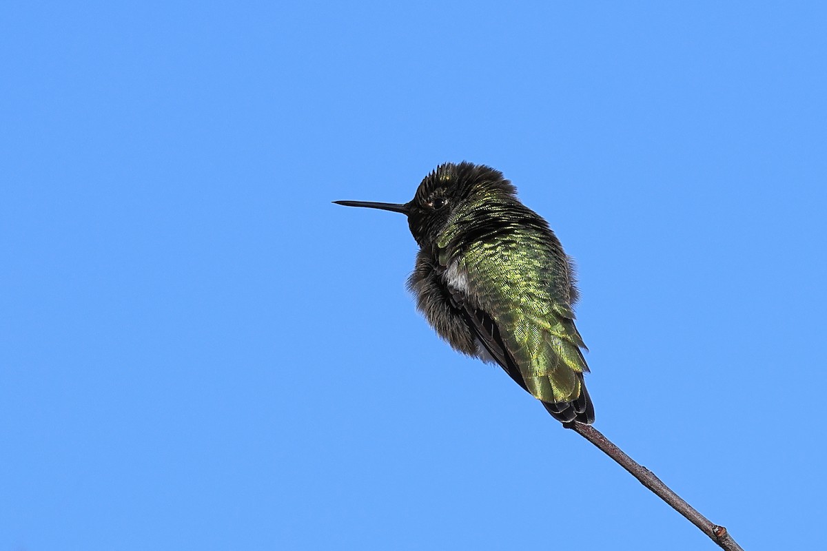 Anna's Hummingbird - ML650714502