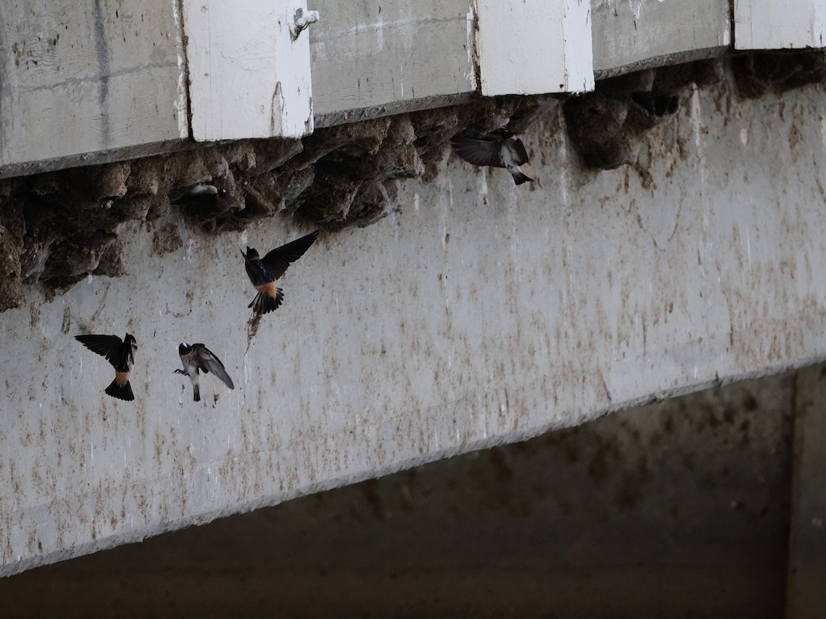 Cliff Swallow - ML650714505