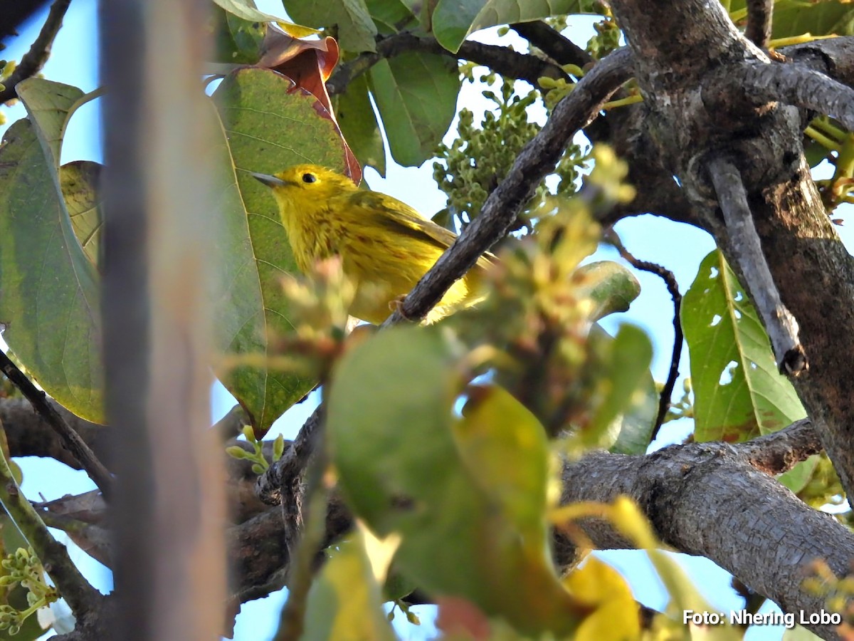 Northern Yellow Warbler - ML650714511