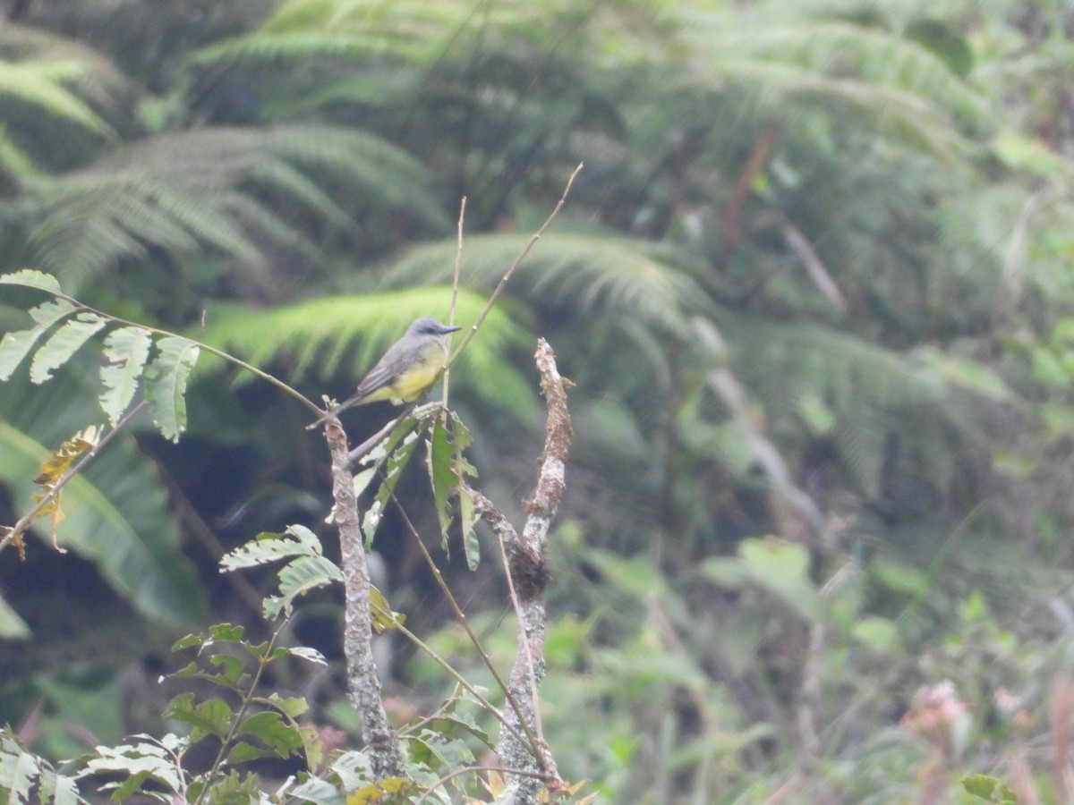 Tropical Kingbird - ML650714514