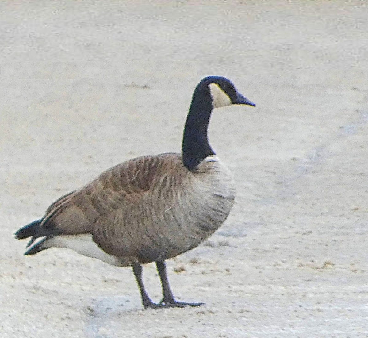 Canada Goose - ML650714515