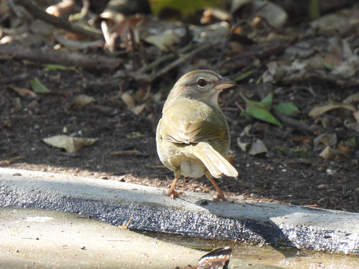 Olive Sparrow - ML650714519