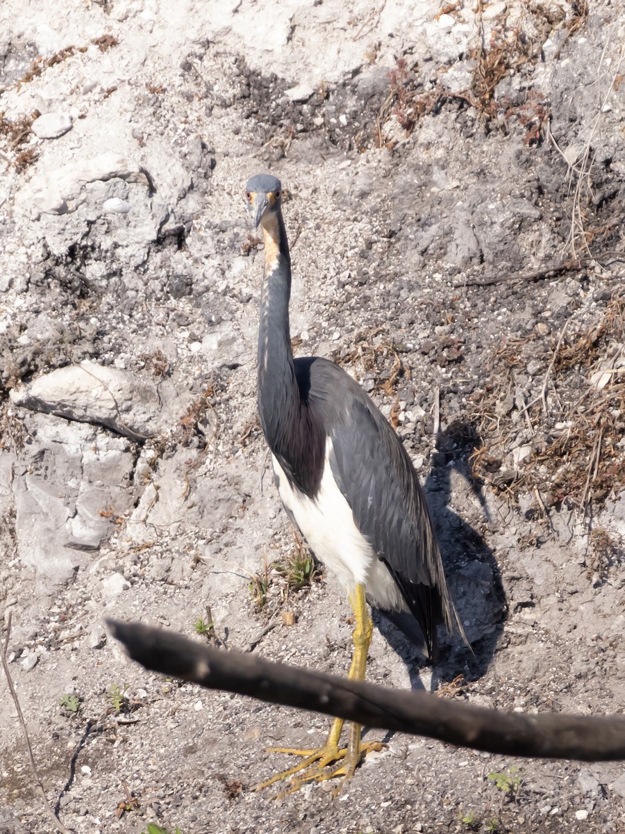 Tricolored Heron - ML650714523