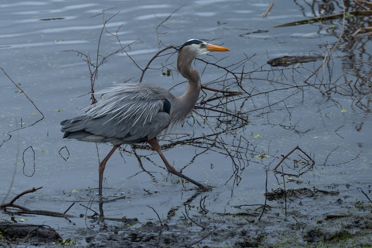 Great Blue Heron - ML650714524