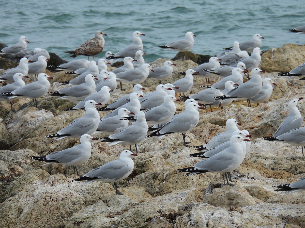 Audouin's Gull - ML650714527