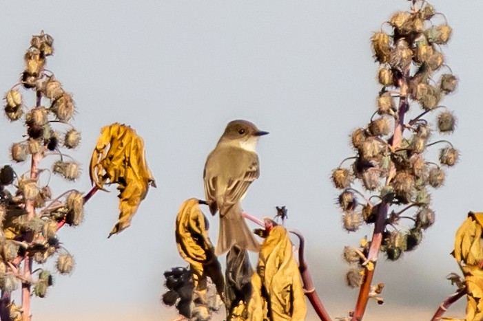 Eastern Phoebe - ML650714530