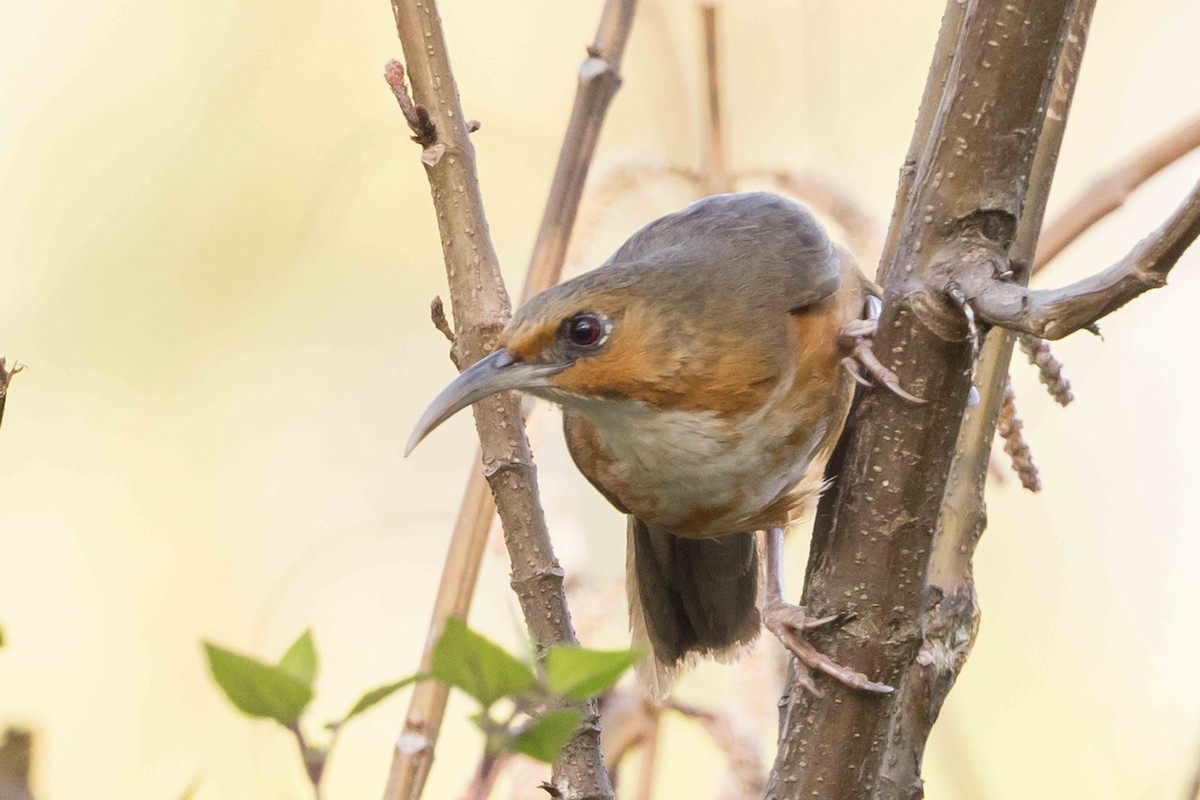 Red-eyed Scimitar-Babbler - ML650714541