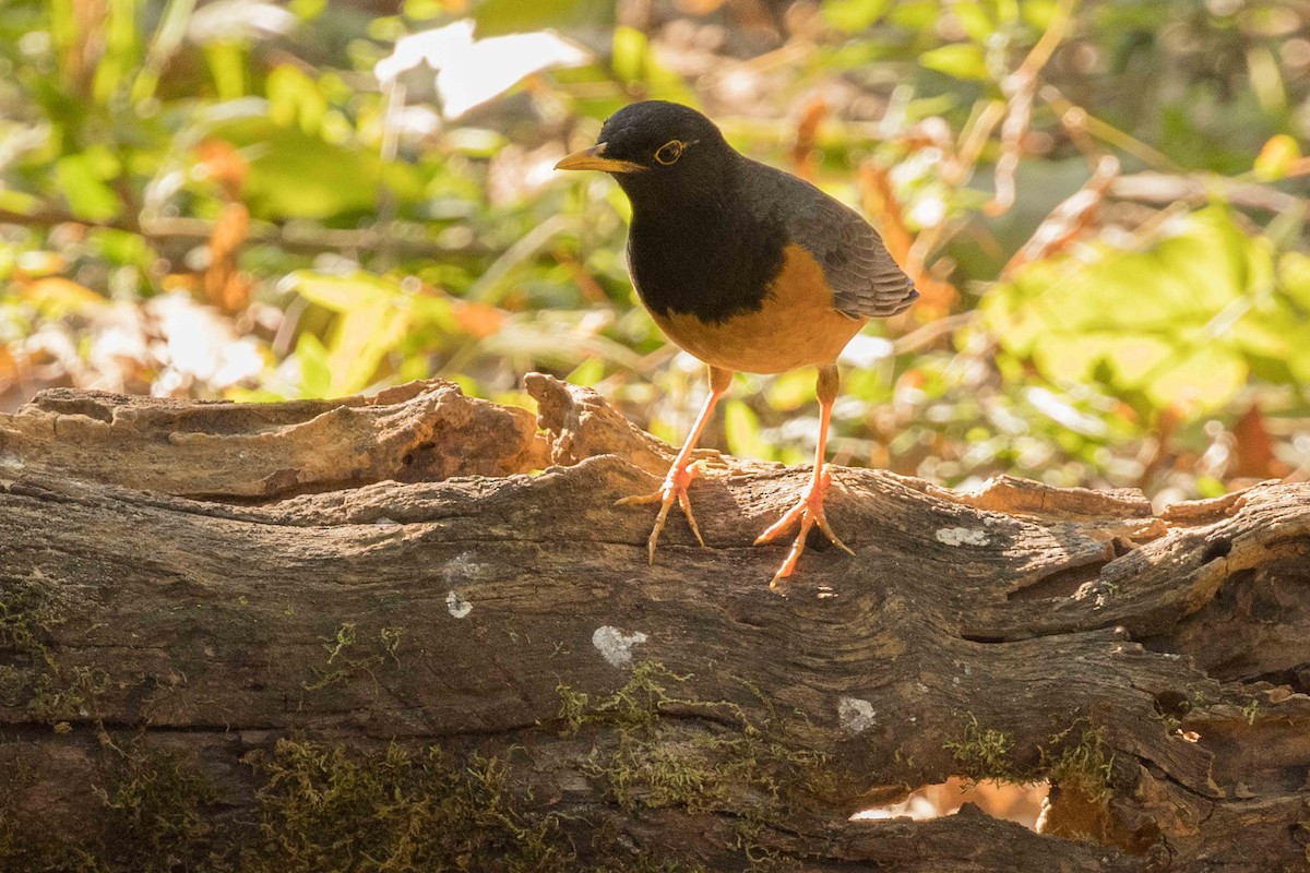 Дрізд індокитайський - ML650714565