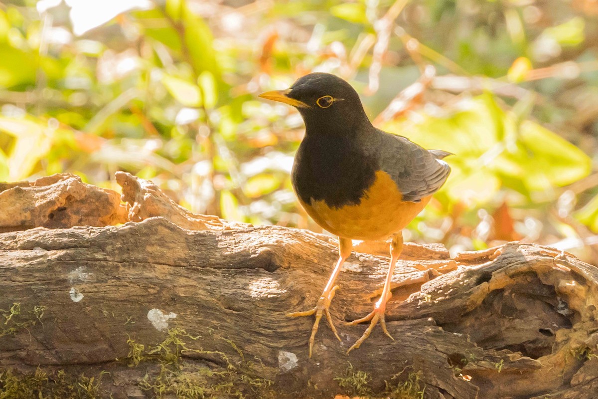 Дрізд індокитайський - ML650714569