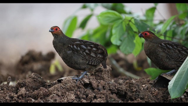 Marbled Wood-Quail - ML650714929