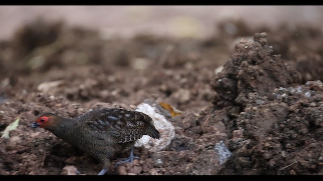 Marbled Wood-Quail - ML650714937