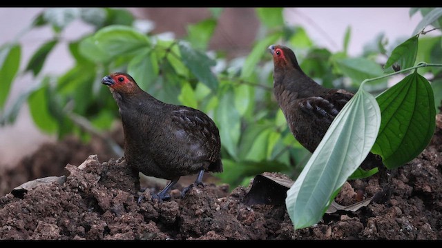 Marbled Wood-Quail - ML650714965