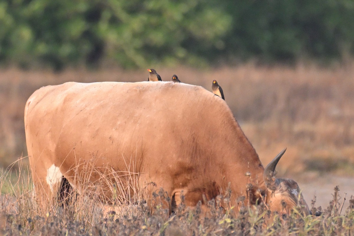 Yellow-billed Oxpecker - ML650715058