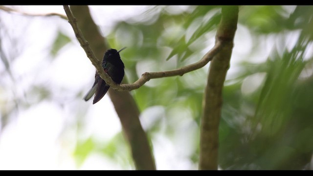 Schwarzbauchkolibri - ML650715212