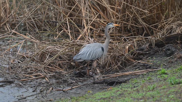 Great Blue Heron - ML650715409