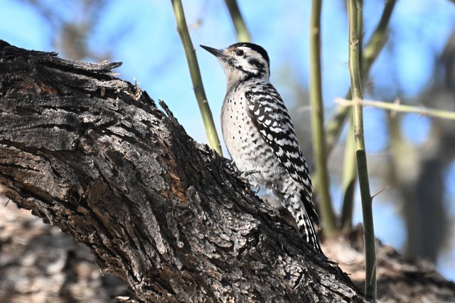 Ladder-backed Woodpecker - ML650715670