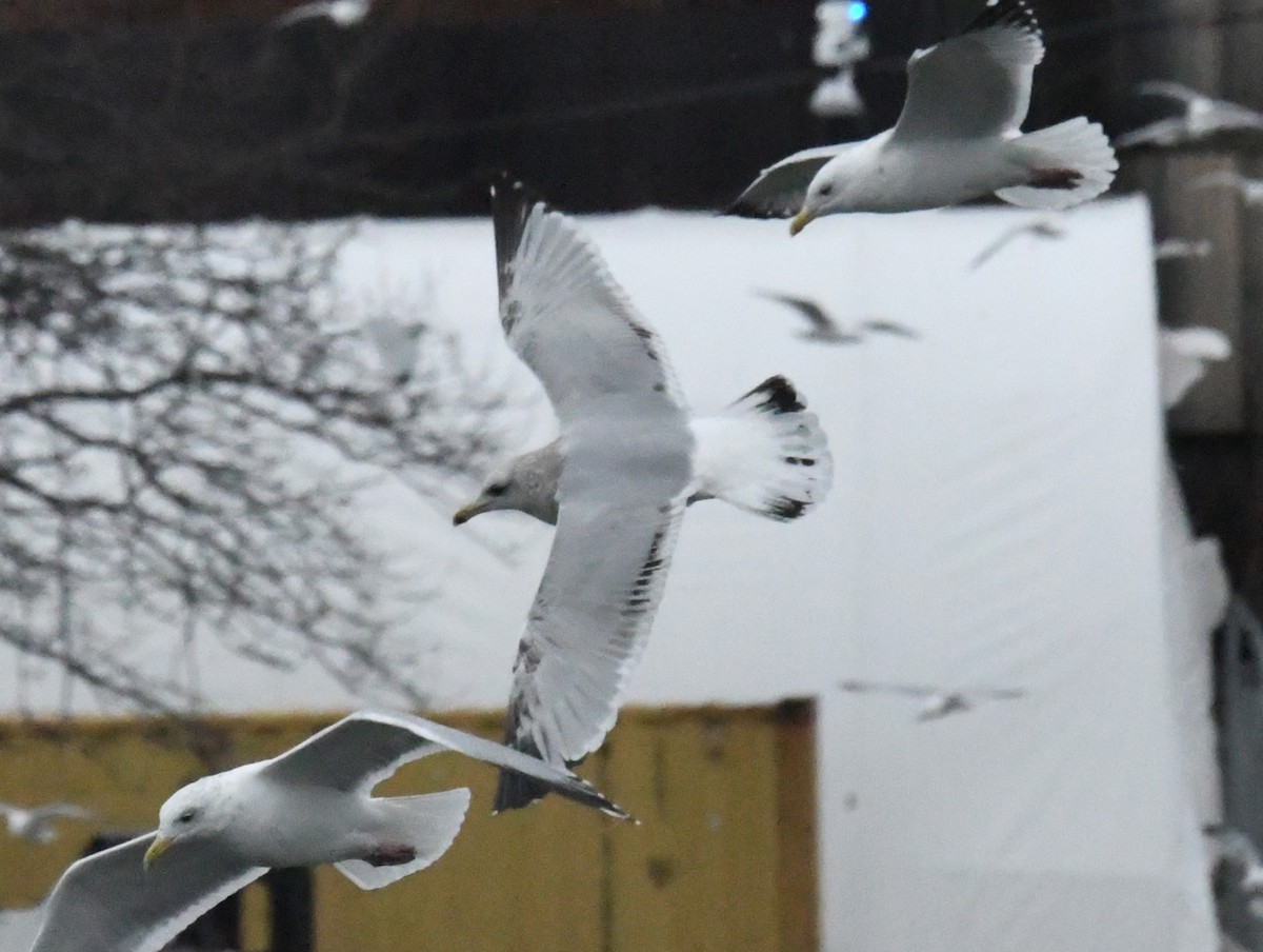 Larinae sp. - ML650716208