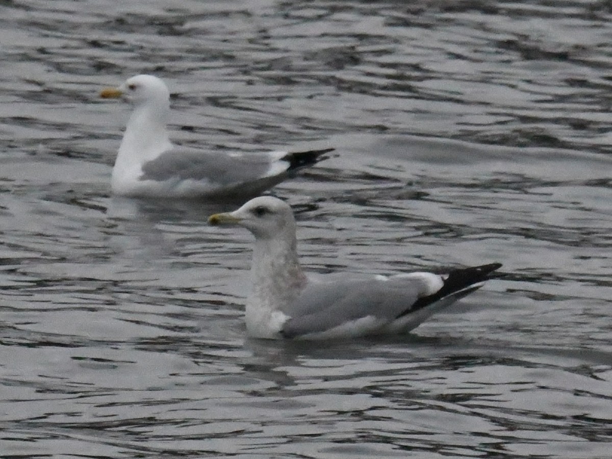 Larinae sp. - ML650716240