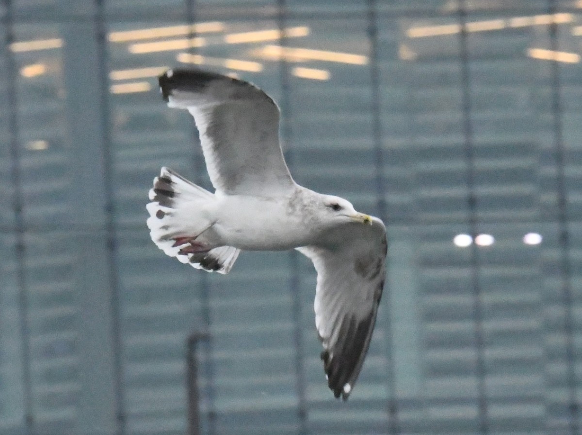 Larinae sp. - ML650716272