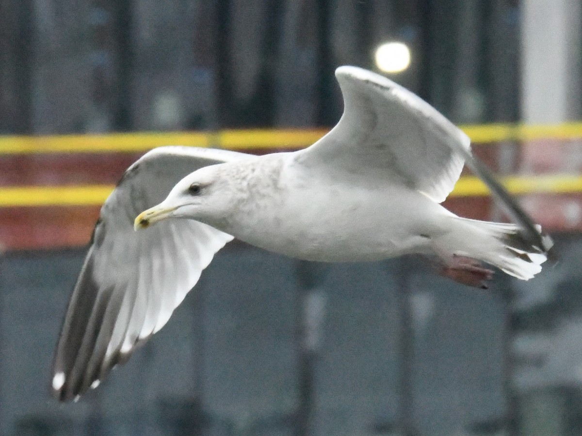 Larinae sp. - ML650716321