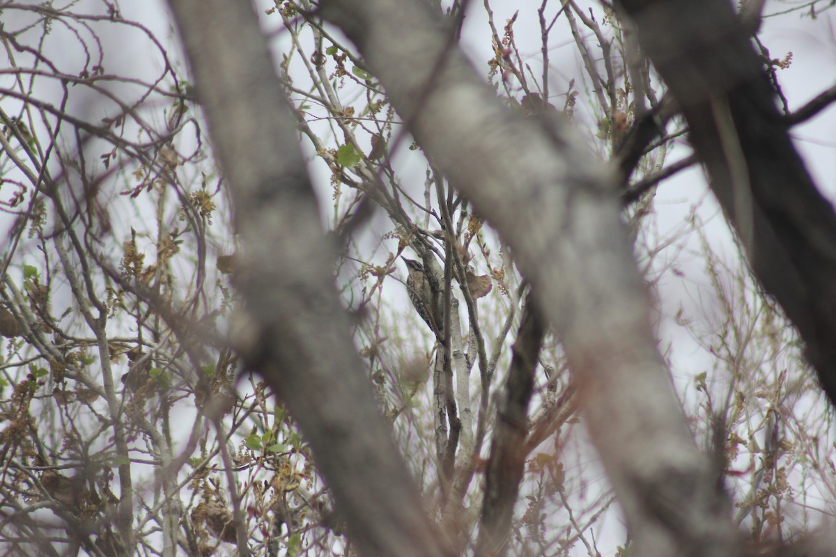 Ladder-backed Woodpecker - ML650716353