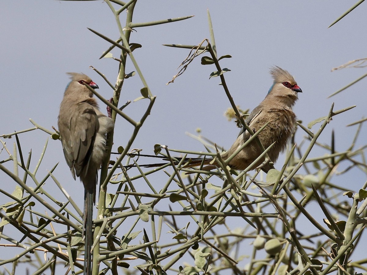 Blaunacken-Mausvogel - ML650716382