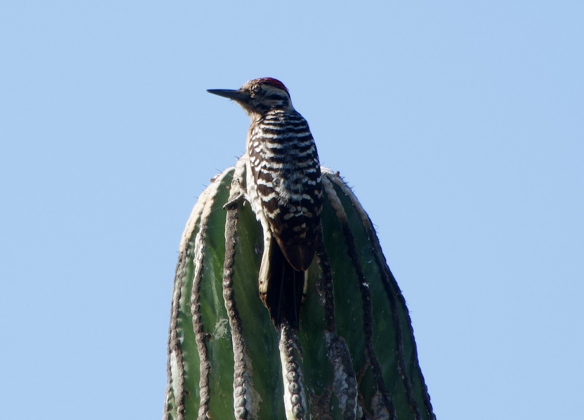 Ladder-backed Woodpecker - ML650716401