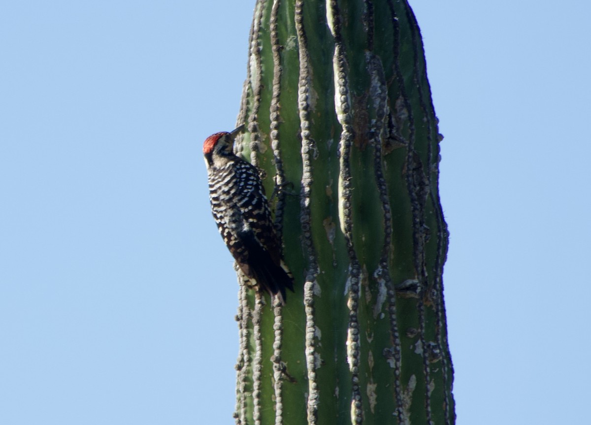 Ladder-backed Woodpecker - ML650716402