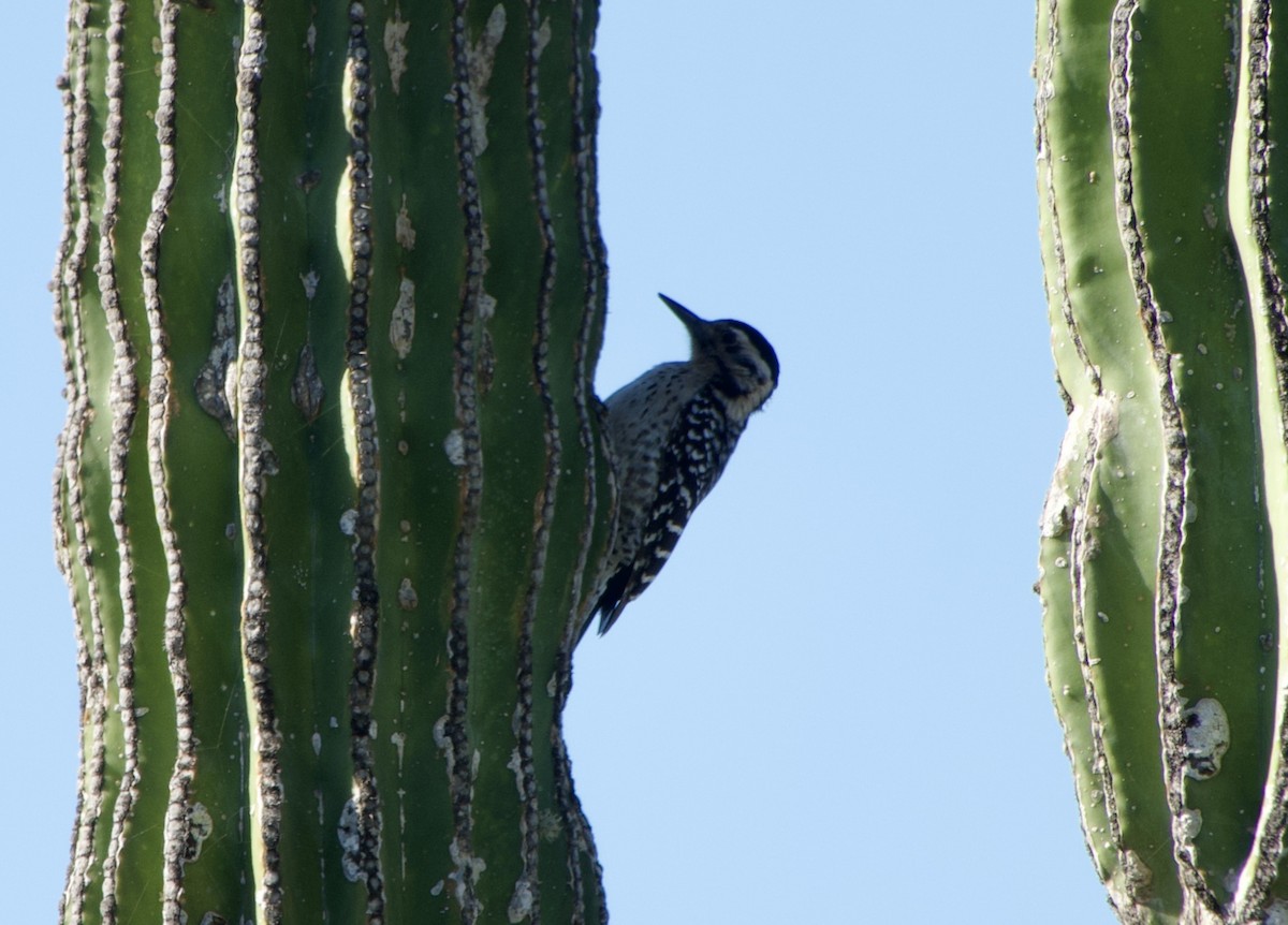 Ladder-backed Woodpecker - ML650716403