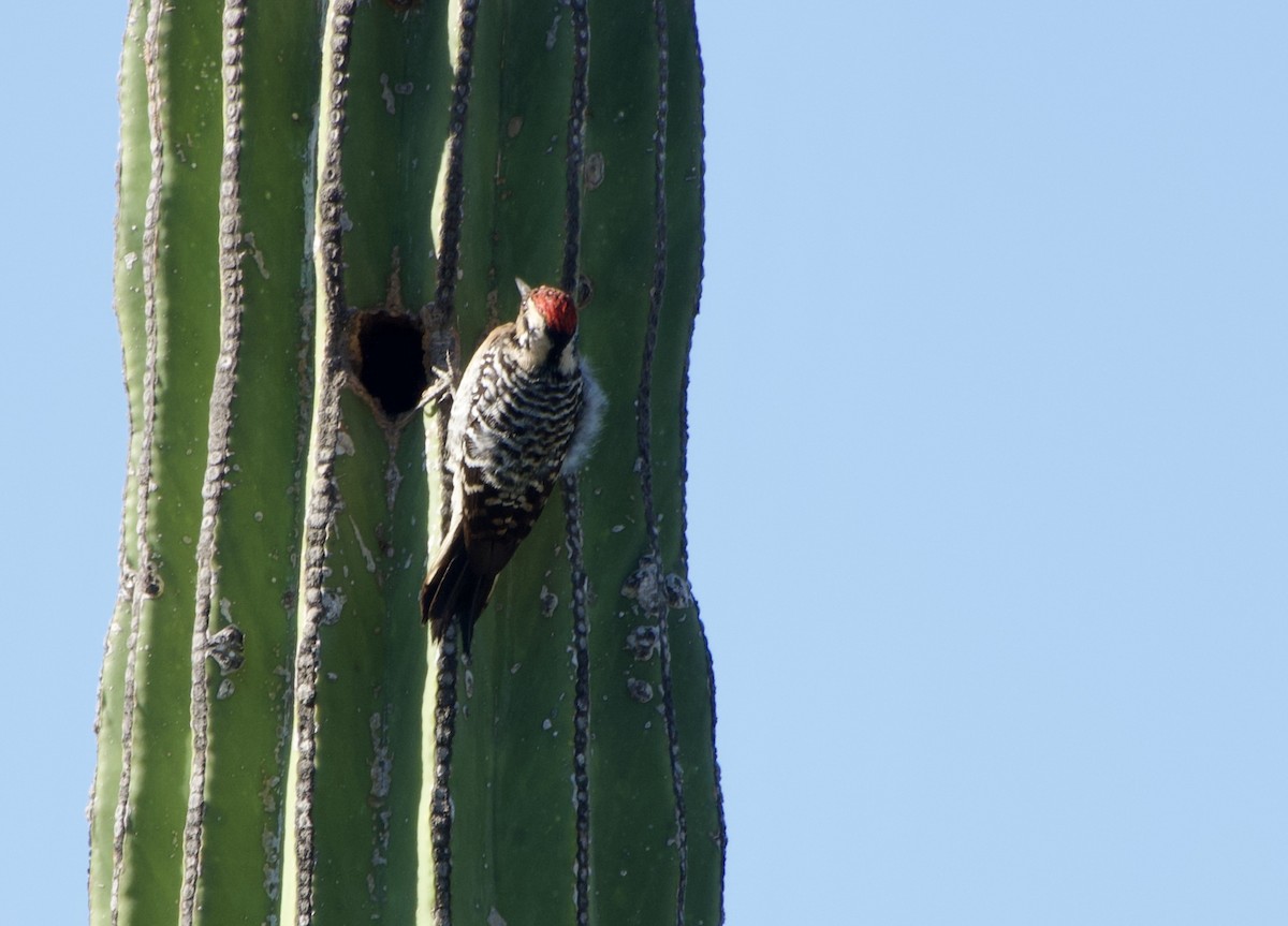 Ladder-backed Woodpecker - ML650716404
