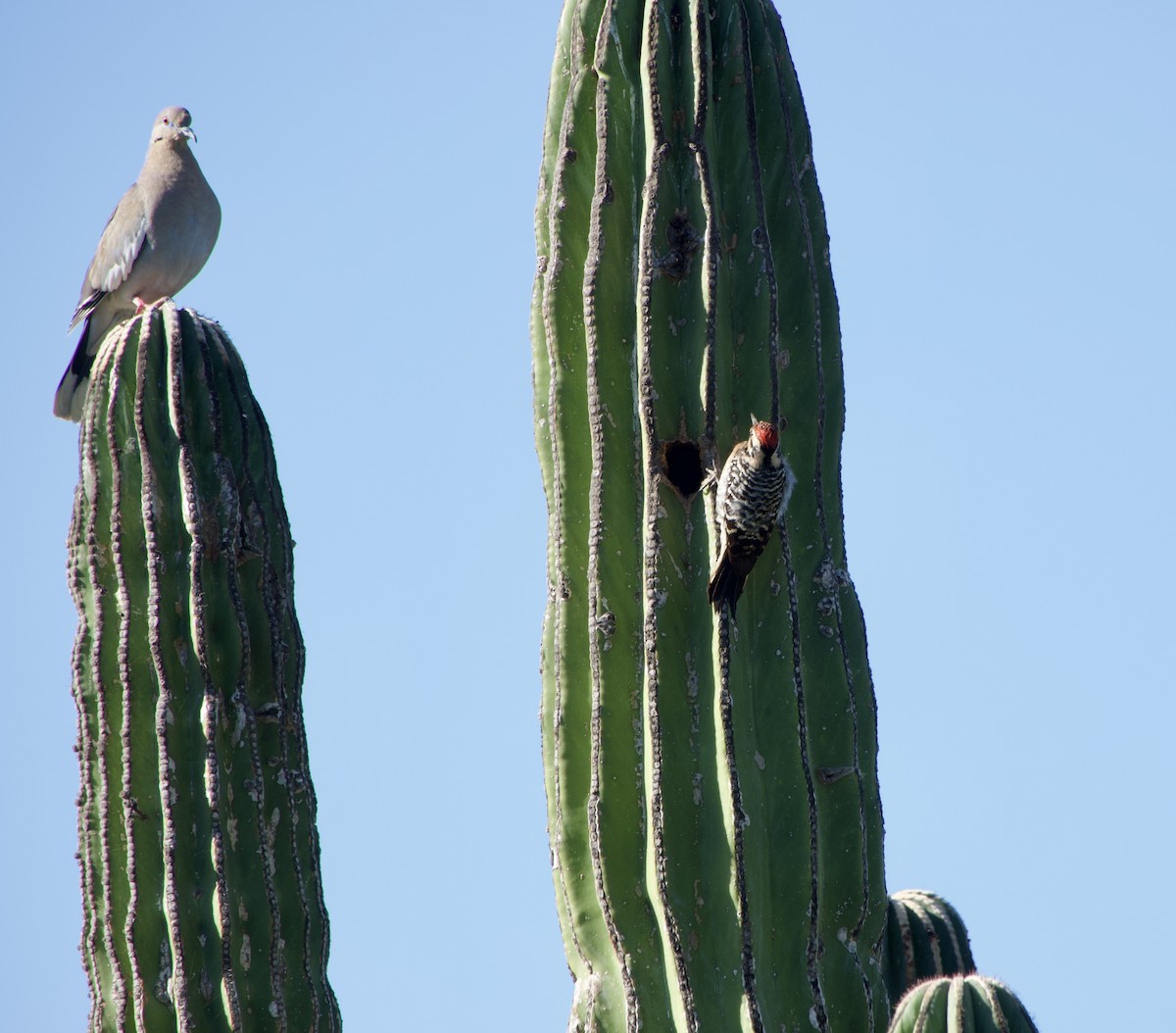 Ladder-backed Woodpecker - ML650716405