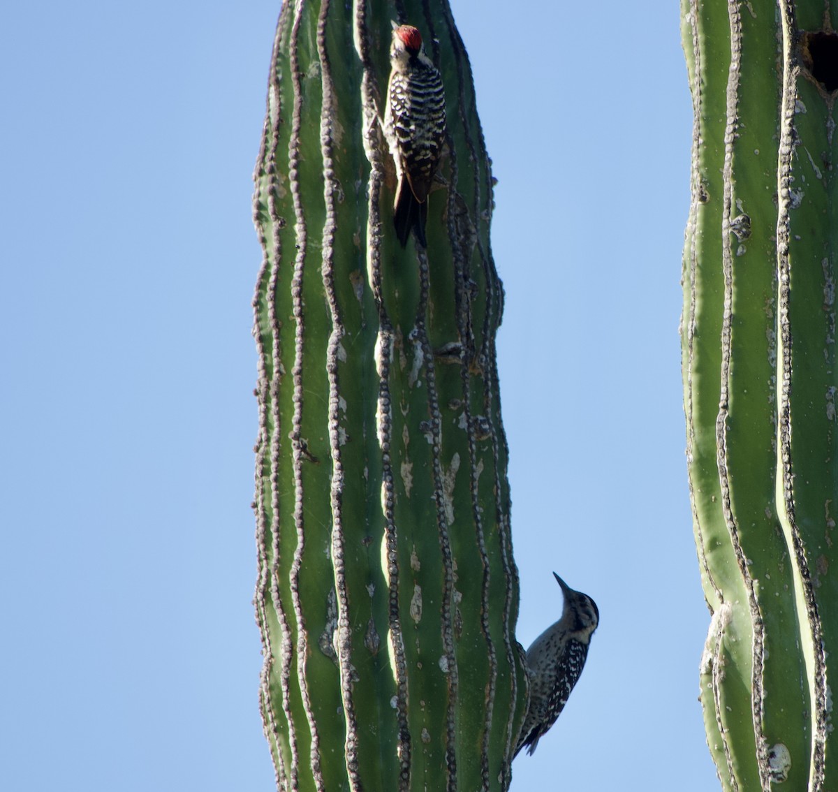 Ladder-backed Woodpecker - ML650716406