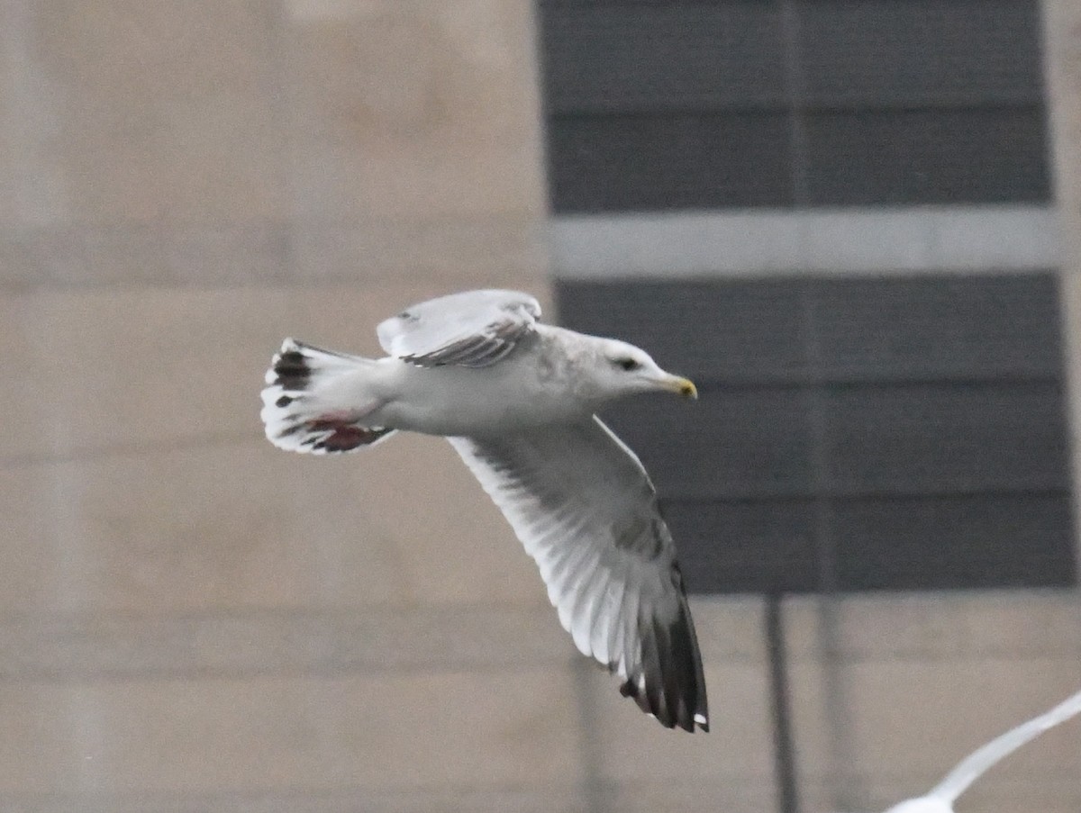 Larinae sp. - ML650716459