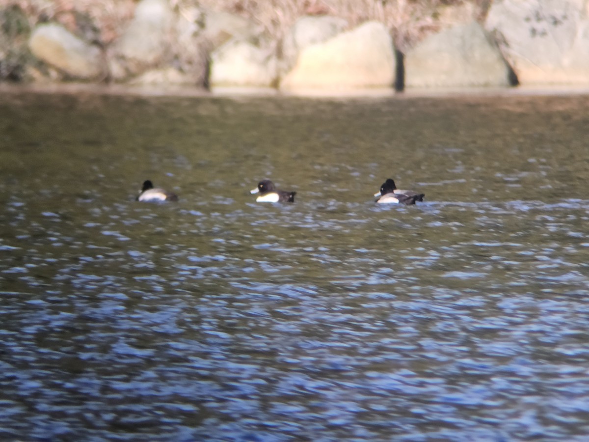 Tufted Duck - ML650716647
