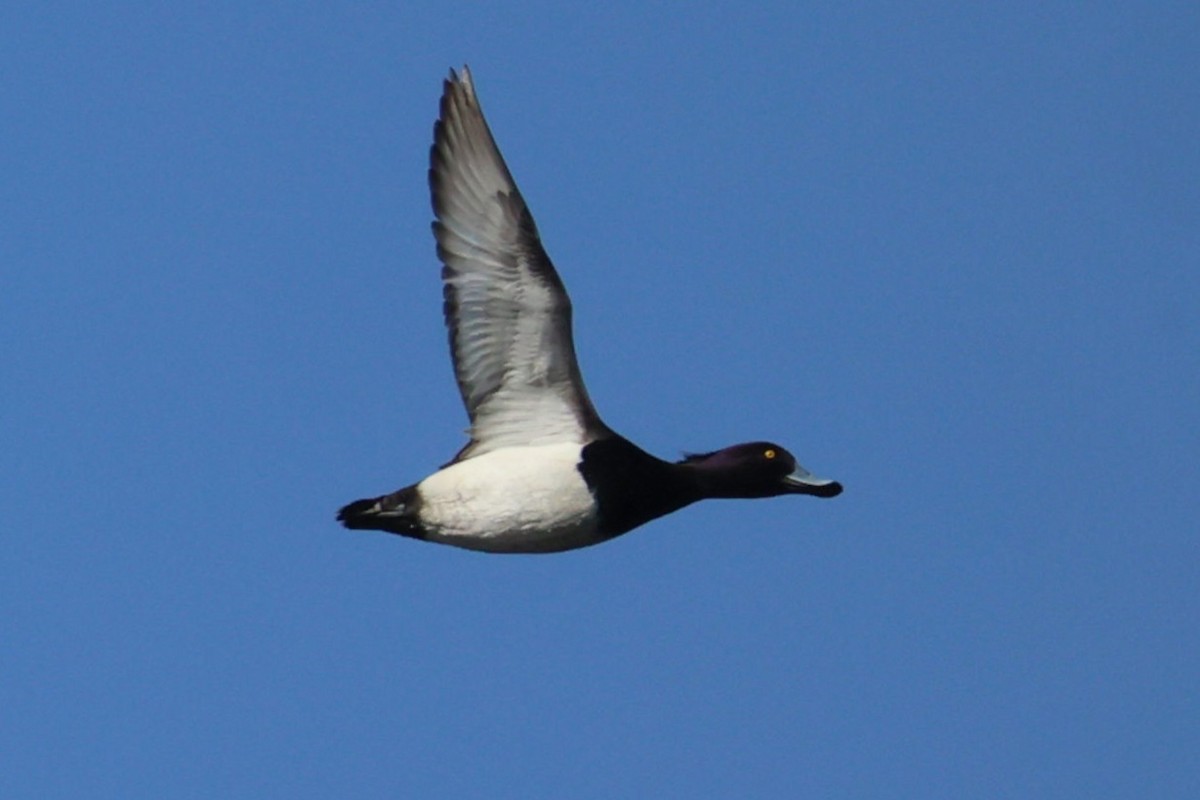 Tufted Duck - ML650716665