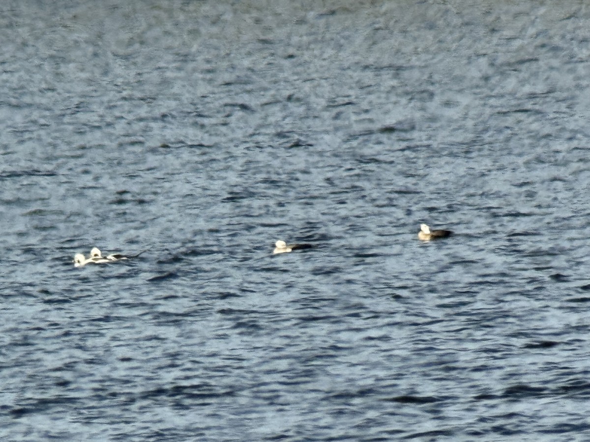 Long-tailed Duck - ML650716715