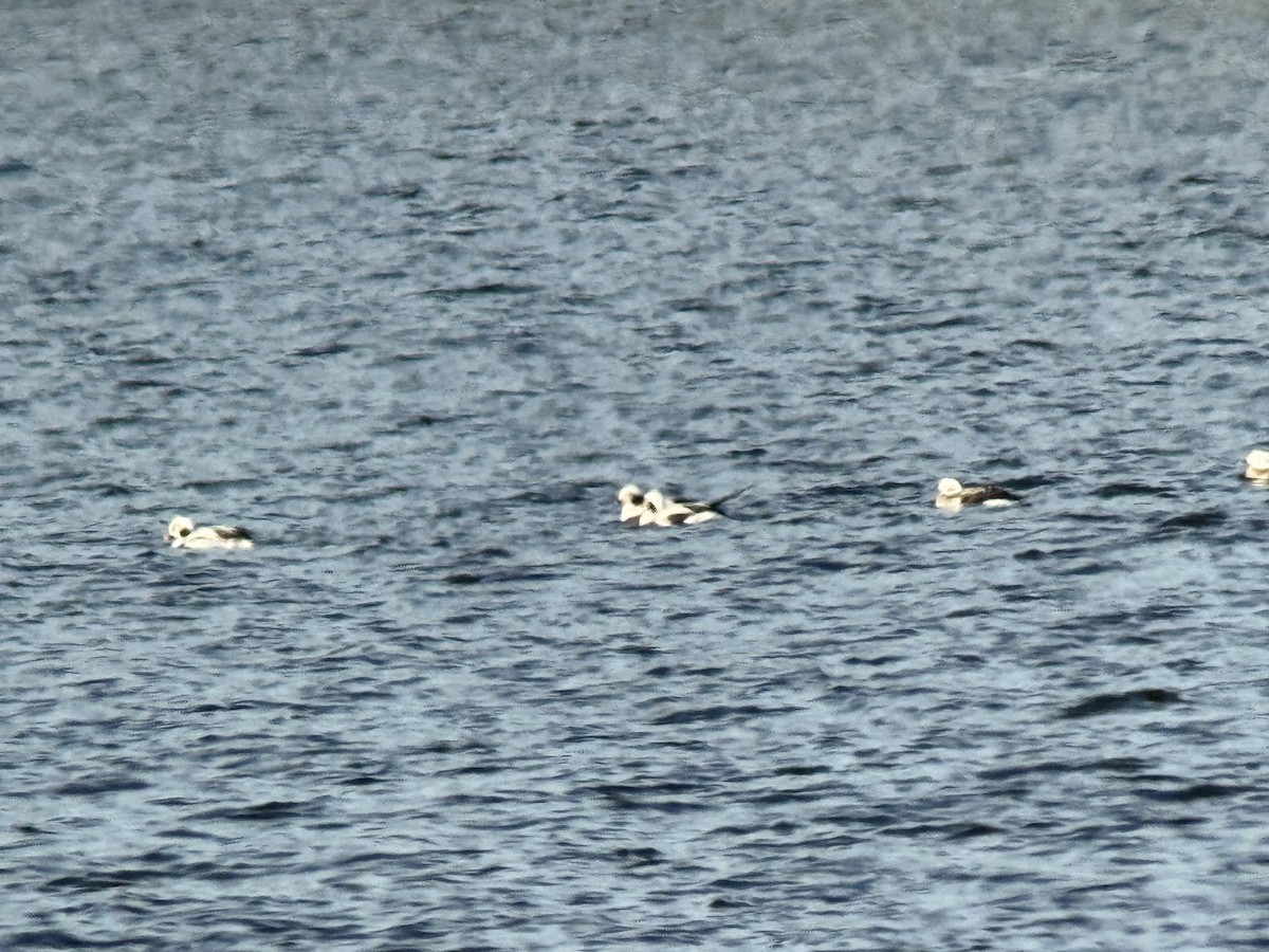 Long-tailed Duck - ML650716716