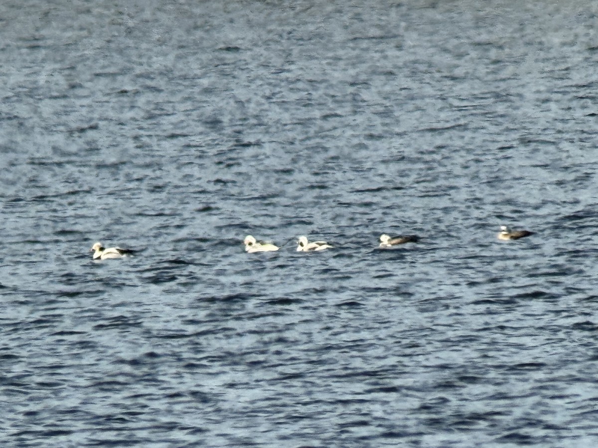 Long-tailed Duck - ML650716717