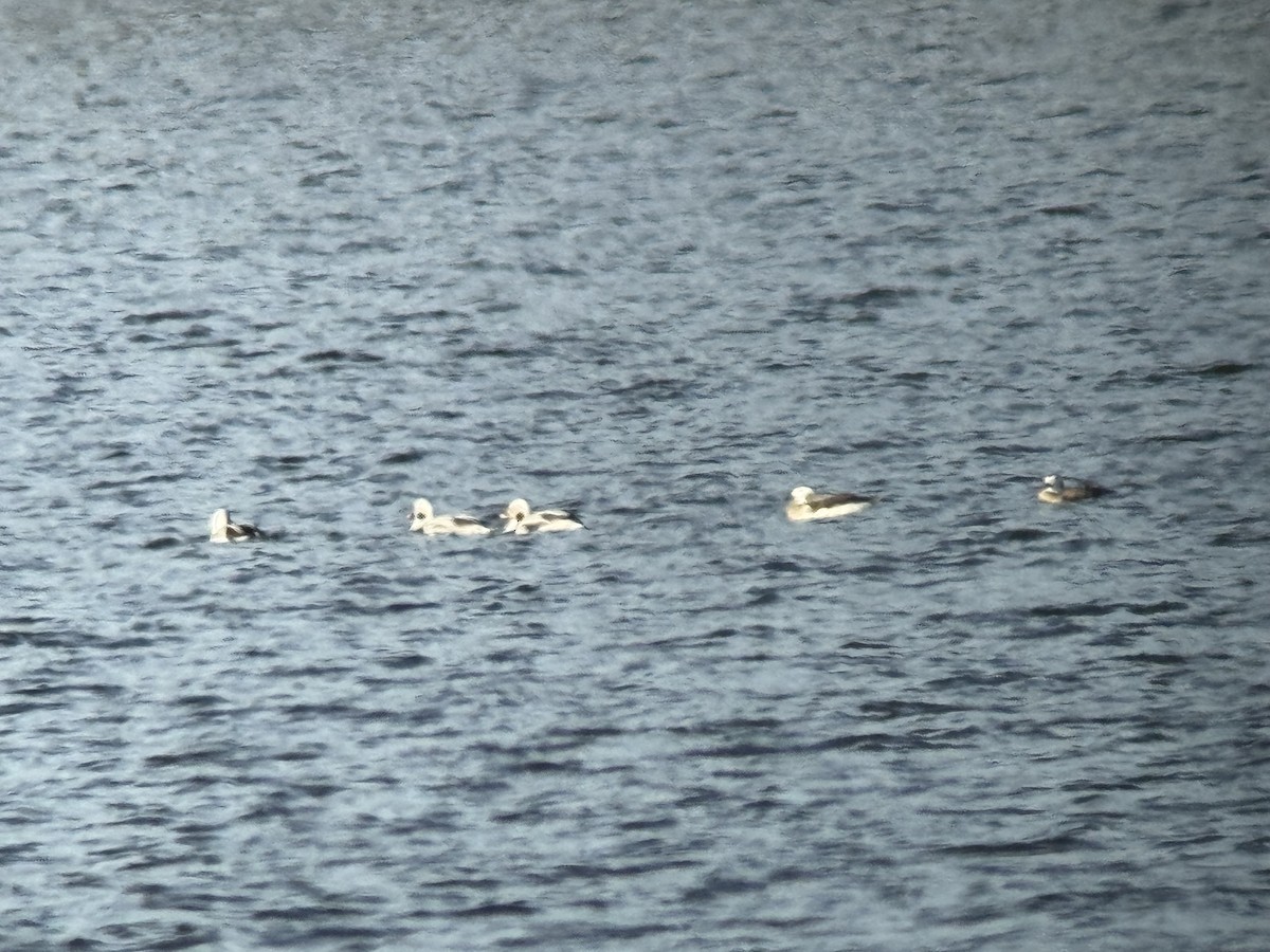 Long-tailed Duck - ML650716721