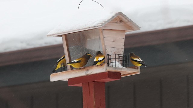 キビタイシメ - ML650716728