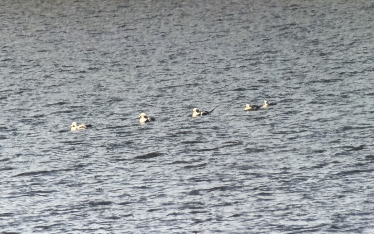 Long-tailed Duck - ML650716942
