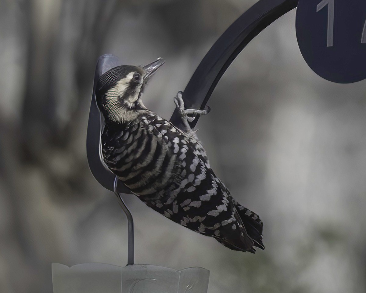 Ladder-backed Woodpecker - ML650716956