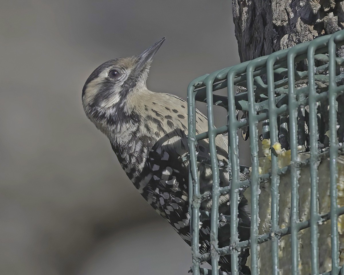 Ladder-backed Woodpecker - ML650716957