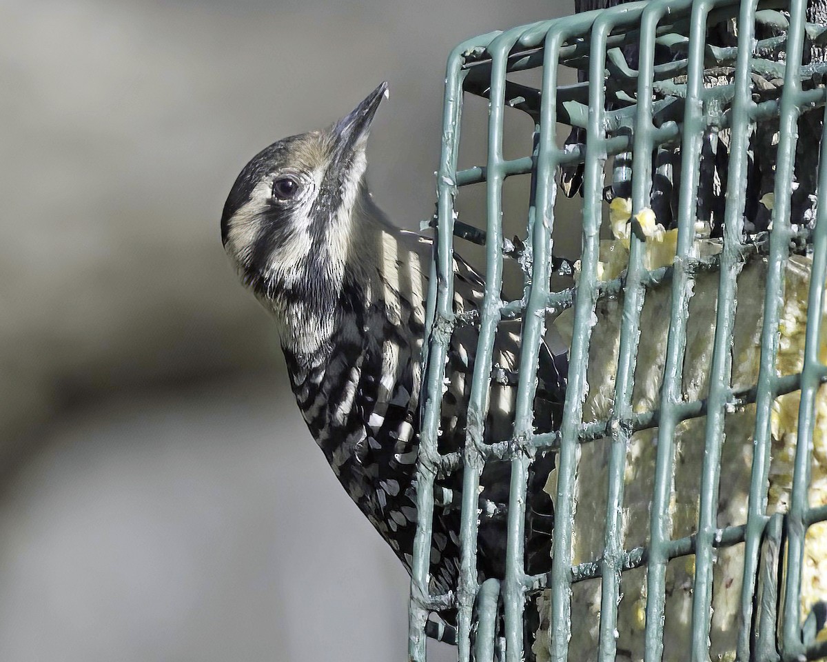 Ladder-backed Woodpecker - ML650716959