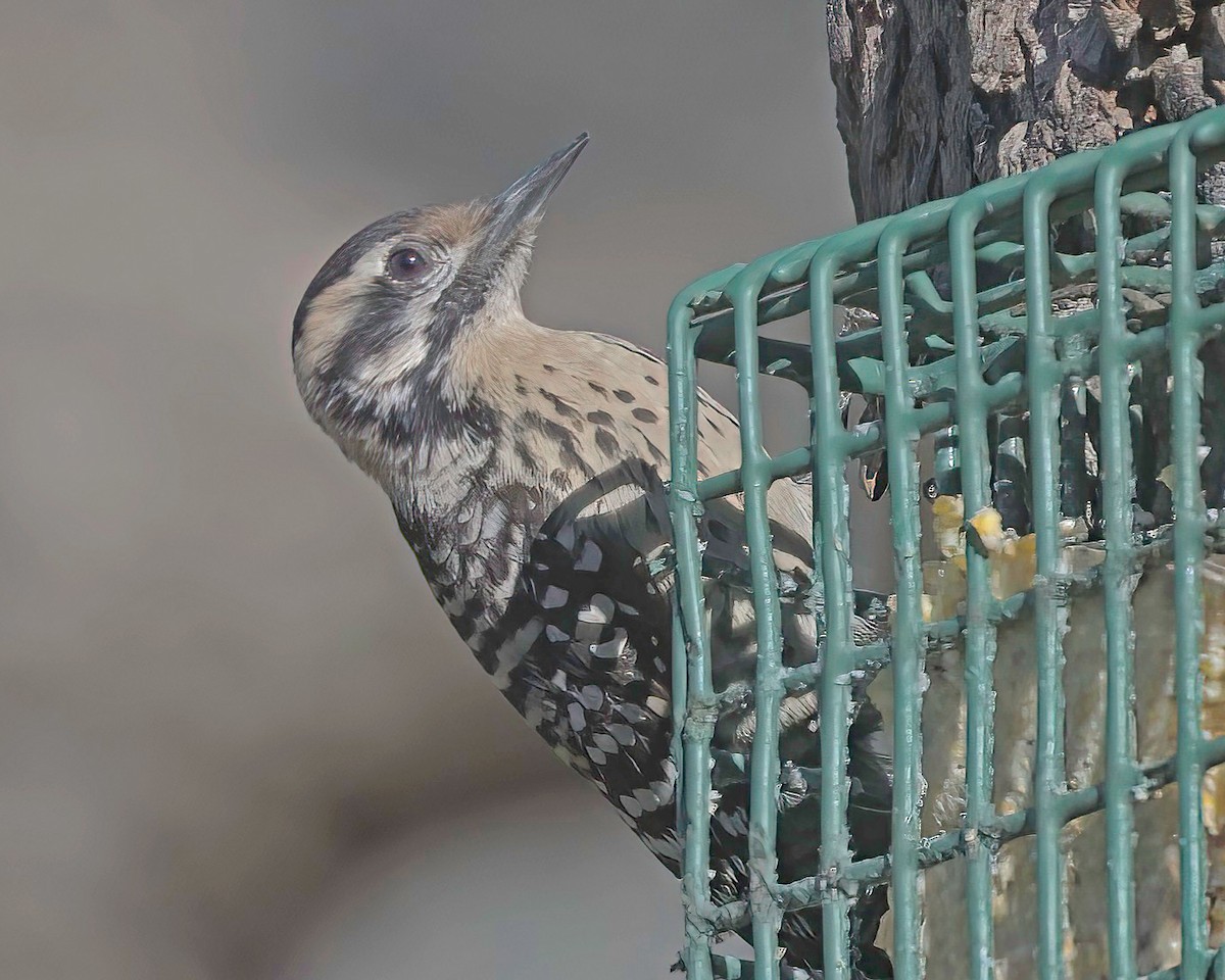 Ladder-backed Woodpecker - ML650716961