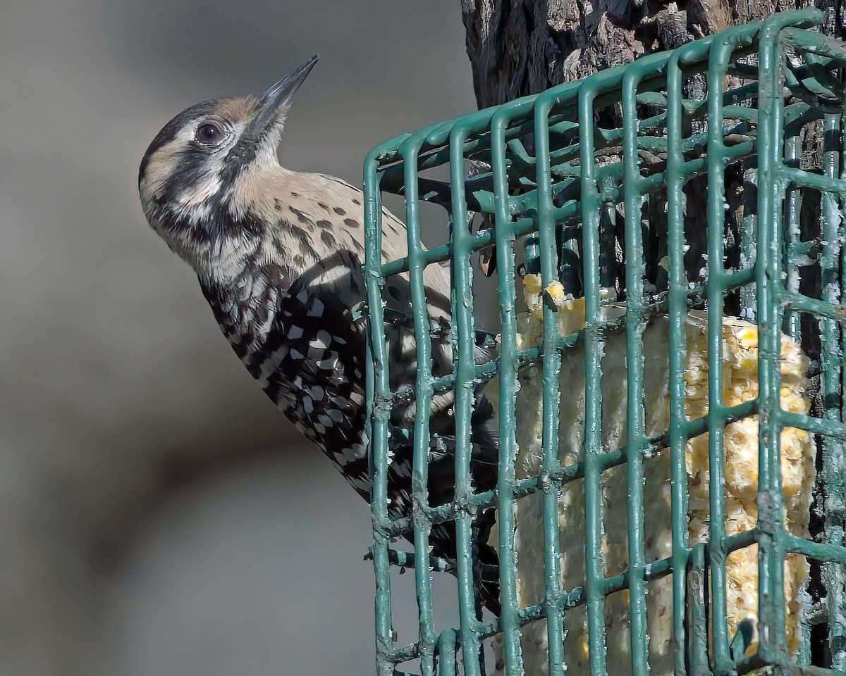 Ladder-backed Woodpecker - ML650716963